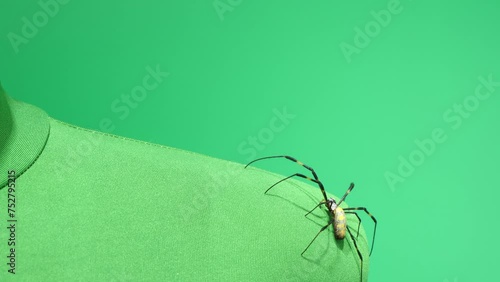 肩から首へ登ってくるクモ