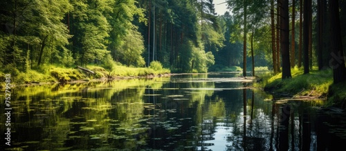 Tranquil River Flowing Through Lush Green Forest Surrounded by Tall Trees and Sunlight Filtered Canopy