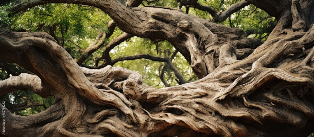 Enigmatic Tree Unveils a Fascinating Twisted Trunk in a Surreal Close-Up View
