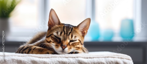 Tranquil Cat Naps Peacefully on Cozy Blanket by Sunlit Window © Ilgun