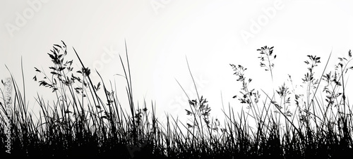 Abstract background with black silhouette of meadow wild herbs and reed. Wildflowers field. Summer backdrop.