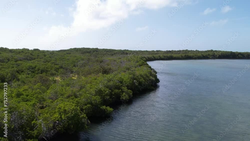 Grenn tropical mangrove forest overflight, dolly in Los Roques Venezuela Grenn tropical mangrove forest overflight, dolly in Los Roques Venezuela