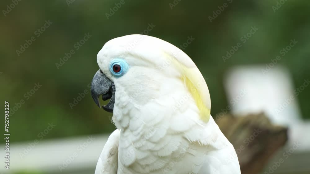 Close up portrait shot capturing the head and face details of a female blue eyed cockatoo, cacatua ophthalmica with reddish-brown irises and white plumage, the vulnerable bird species. Close up portrait shot capturing the head and face details of a female blue eyed cockatoo, cacatua ophthalmica with reddish-brown irises and white plumage, the vulnerable bird species.