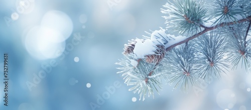 Frosty Winter Wonderland: Snowy Pine Branch in Tranquil Nature Setting