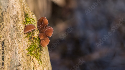 mushrooms on a rotting elderberry stump with lots of blue, navy blue, indigo background on the side Auricularia auricula-judae photo