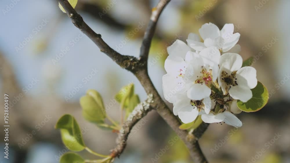 Spring apple flowers on apple branch trees blossom in the garden. Close-up apple blossom flower. Beautiful white flowers. Spring apple flowers on apple branch trees blossom in the garden. Close-up apple blossom flower. Beautiful white flowers.