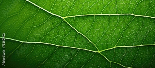 Macro View of Vibrant Green Leaf with Intricate Veins in Nature's Ecosystem