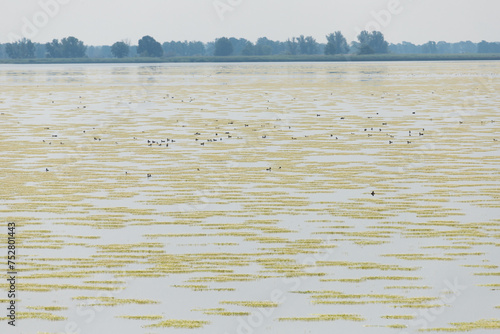 Billede på lærred water surface abundantly covered with ranunculus baudotii, brackish water-crowfo