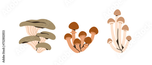 Oyster mushroom, honey fungus, shimeji. Autumn fall edible fungi clusters, bunches set. Natural vegetarian forest food plants. Botanical flat vector illustrations isolated on white background