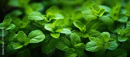 Vibrant Green Basil Plant Close Up - Aromatic Herb Garden Freshness