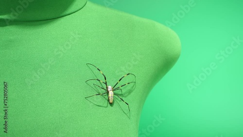 マネキンの体を這うジョロウグモ