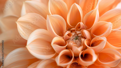 Closeup of a beautiful single ower in soft orange 