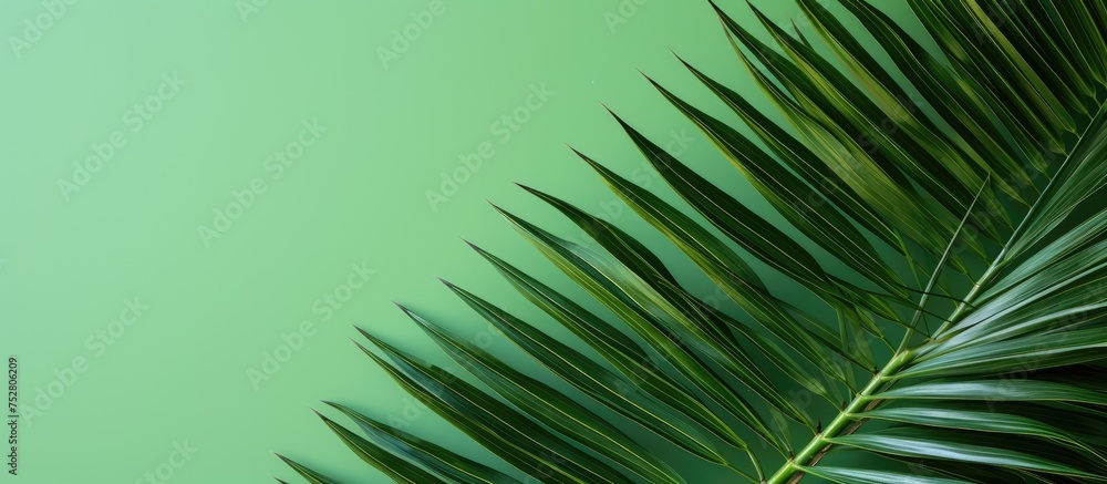 Fototapeta premium Vibrant Tropical Palm Leaves on Lush Green Background - Exotic Botanical Foliage Concept