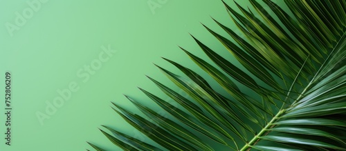 Vibrant Tropical Palm Leaves on Lush Green Background - Exotic Botanical Foliage Concept