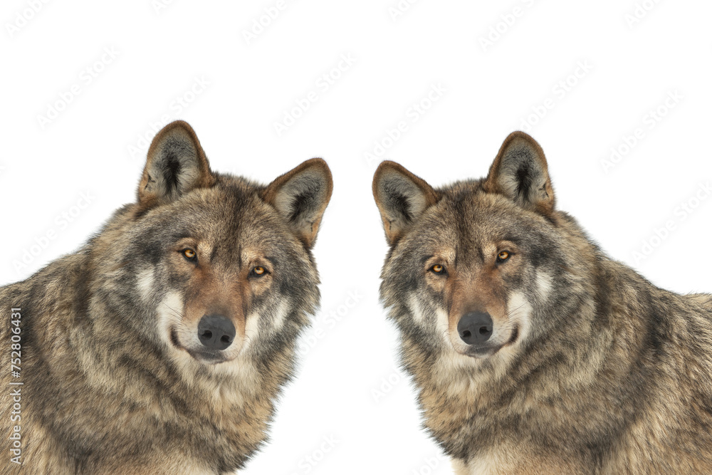 Fototapeta premium two wolf lies isolated on white background