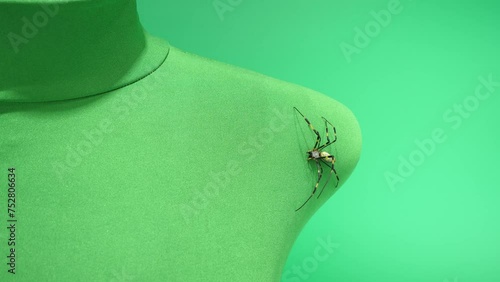 肩から背中へ歩いていくジョロウグモ