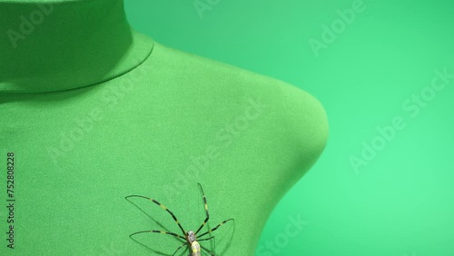 下から登ってきたジョロウグモが肩の先端へ行き裏へ回る