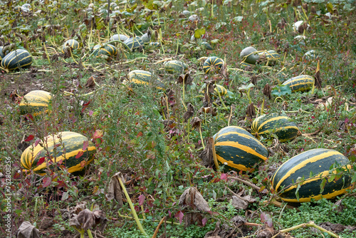 Field of ripe pumpkins in Ourense photo