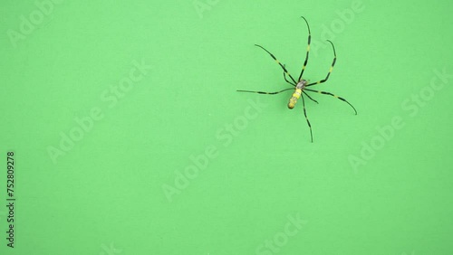 斜めに移動するクモ