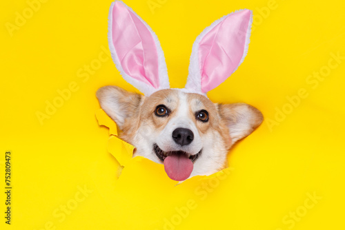 Happy Easter. Corgi with bunny earsclimbs out of hole in colored background. Little smiling dog on bright trendy yellow background. Free space for text. © KDdesignphoto