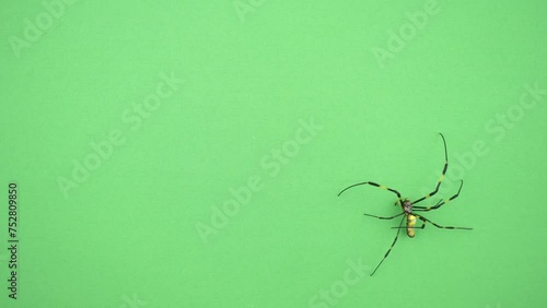 壁を登るジョロウグモ