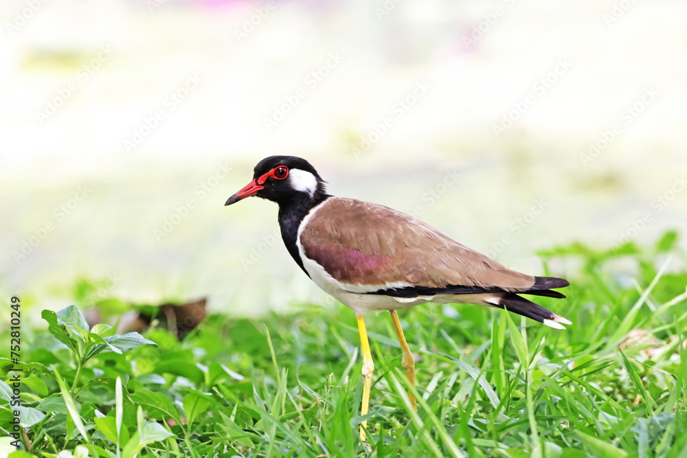 The Red-wattled Lapwing on the field The Red-wattled Lapwing on the field