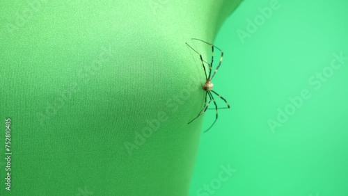 マネキンの胸辺りを移動するジョロウグモ