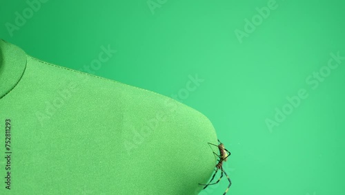 肩を登り右へ移動するジョロウグモ