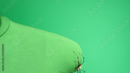 肩周りを移動するくも