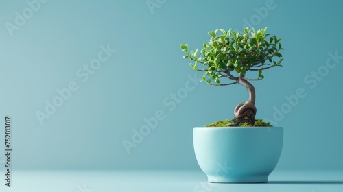 A small bonsai tree flourishing in a blue pot, embodying tranquility and natures beauty