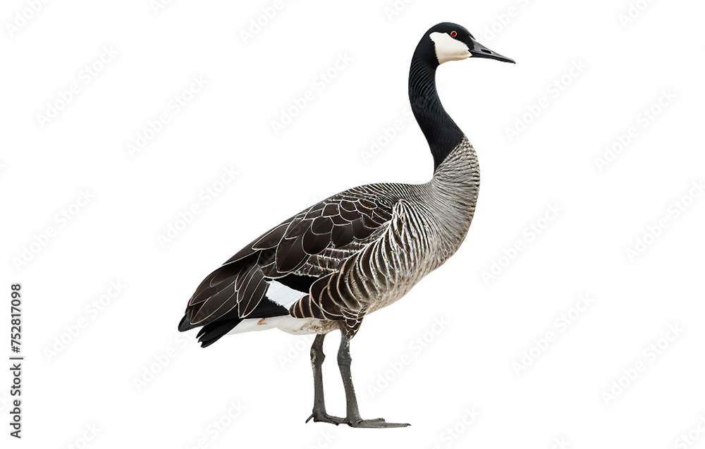 Goose isolated on transparent background Goose isolated on transparent background