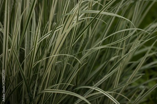 Arrhenatherum bulbosum variegatum. Decorative green and white striped grass. Small depth of field