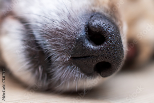 Bilde på lerret Black wet dog nose closeup, macro photography
