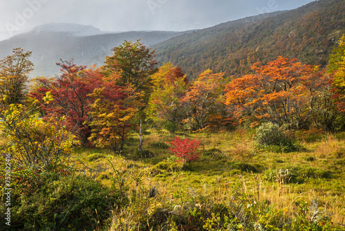 Tierra del Fuego National Park, Patagonia, Argentina