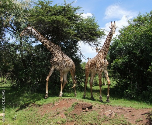 Photography giraffe in the wild