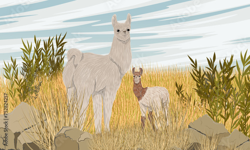 A mother llama and her cub stand in a meadow with dry grass and bushes. Vector realistic landscape