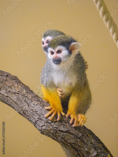 Canvas Print A Guianan squirrel monkey sitting on a branch