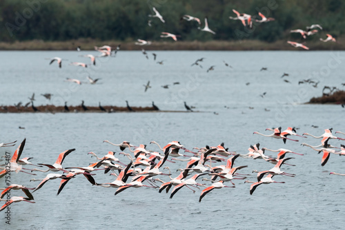 A group of Greater Flamingos flying over water
