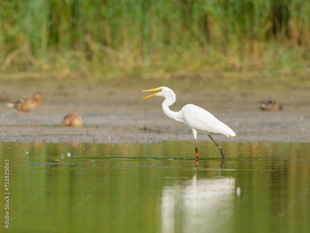 A Great Egret standing in a pond A Great Egret standing in a pond