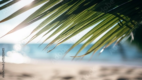 Palm Leaf on Beach with Sun Reflection 
