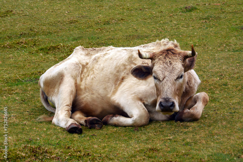 krowa maderyjska