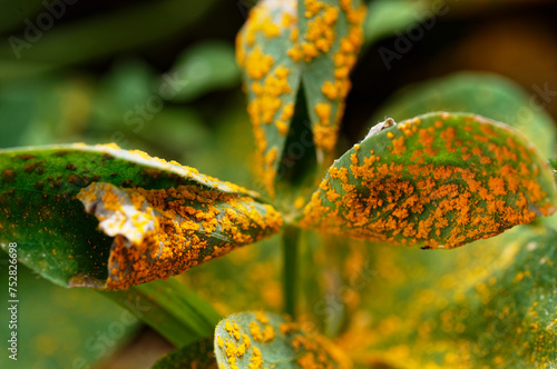 Oxalis rust affects the leaves of an oxalis plant photo