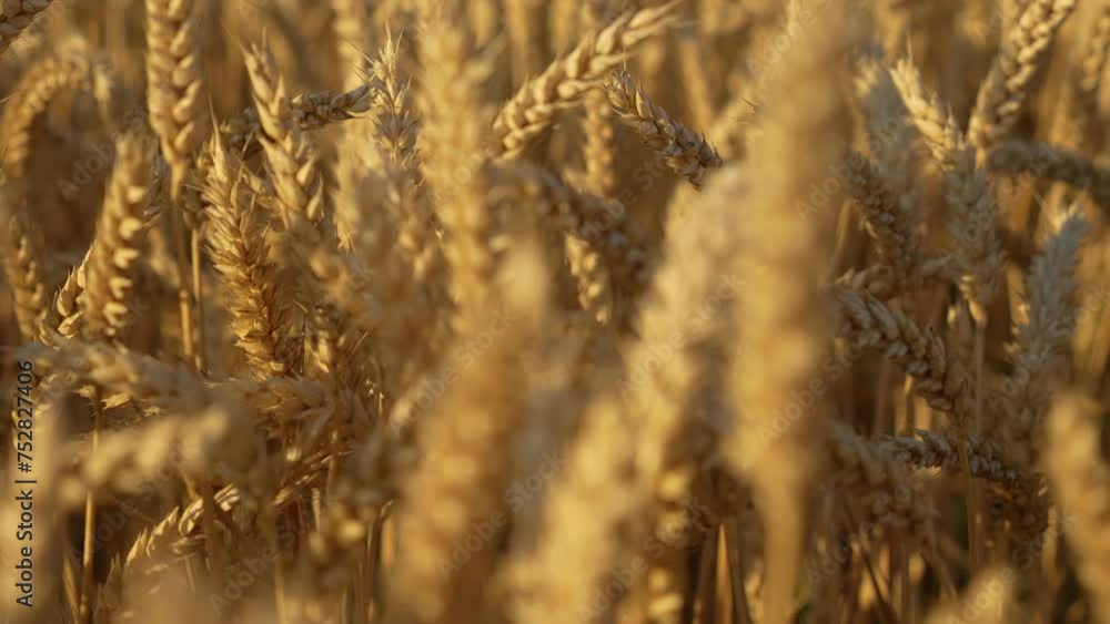Ripe Wheat Ready to Be Harvested in Field. Golden barley grain ears at evening sunset Ripe Wheat Ready to Be Harvested in Field. Golden barley grain ears at evening sunset