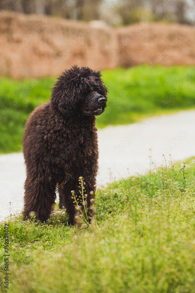 regal black poodle pausing on a path surrounded by park greenery