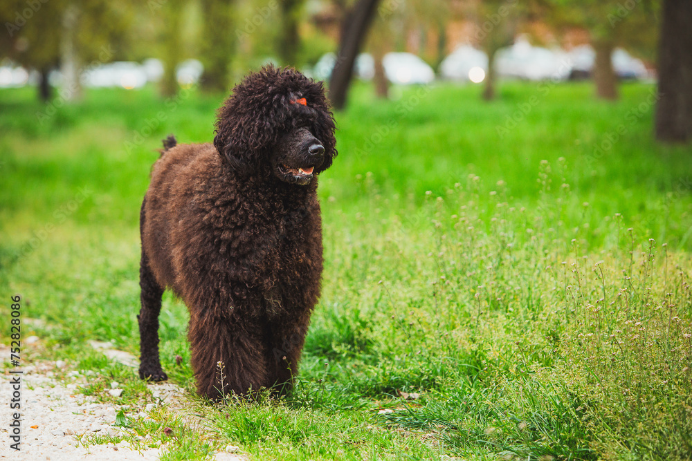curious black poodle exploring the lush park scenery