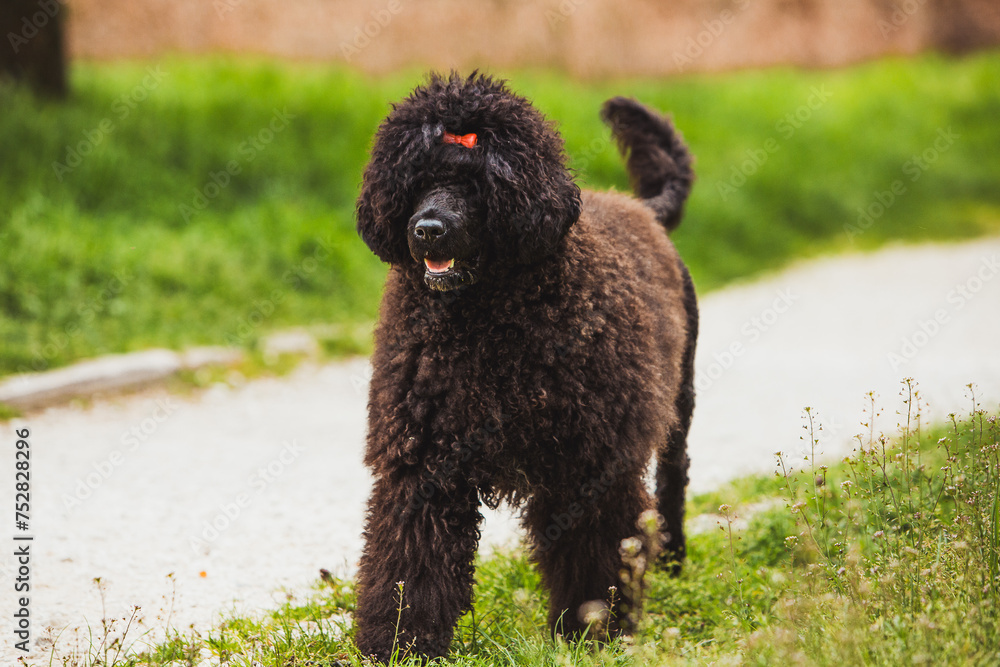 playful black poodle enjoying a lively moment in a vibrant park setting