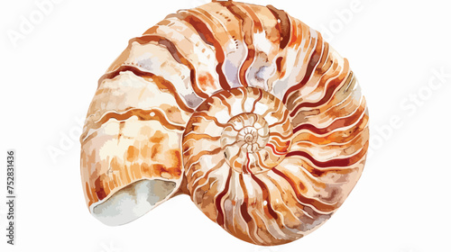 Isolated watercolor painting of Chambered nautilus