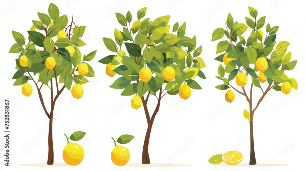 Lemon trees with fruit - isolated on white background