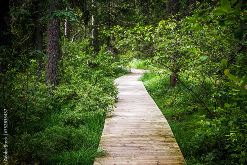Footpath through the forest. Tourist attraction. Walking in woods. Scenic walk in National Park. Vivid green nature. Pathway made of wooden planks.