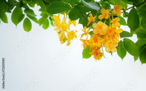 Wallpaper,yellow flowers on a tree,the cassia fistula flower with green leaf,white background photo